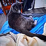 Shadow is registered to the contest to win money with this photo: cat, gray_cat, pet, animal, indoor, blue_blanket, furniture, laundry_basket, wooden_chair, floor, curious, relaxed, cozy, home, domestic, tail, fur, looking_back, blanket, casual