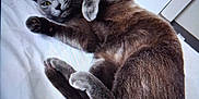 Shadow joined the competition — help win amazing prizes! cat, gray_cat, pet, animal, feline, bed, white_bed, indoor, relaxed, lying_down, curious, paw, fur, cute, domestic_animal, whiskers, face, ears, tail, resting