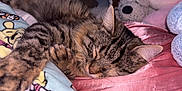 Tokyo a rejoint le concours — aidez-le/la à gagner de superbes lots ! cat, tabby, sleeping, paw, blanket, plush_toy, pink, fabric, cozy, indoor, close_up, fur, cute, resting, animal, pet, mammal, soft, relaxed, comfort