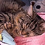 cat, tabby, sleeping, paw, blanket, plush_toy, pink, fabric, cozy, indoor, close_up, fur, cute, resting, animal, pet, mammal, soft, relaxed, comfort