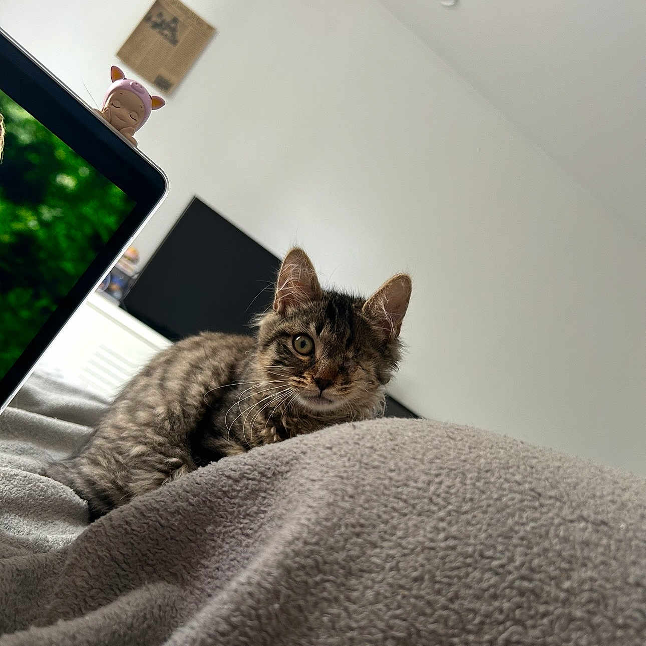 Tokyo a rejoint le concours — aidez-le/la à gagner de superbes lots ! animal, bed, blanket, cat, close_up, cozy, curious, cute, device, feline, figurine, home, indoor, kitten, one_eyed, pet, piggy, resting, tabby, television