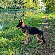 Zola participe au concours pour gagner de l'argent avec cette photo : dog, german_shepherd, grass, path, canal, water, trees, reflection, outdoor, sunlight, nature, animal, pet, leisure, daytime, greenery, fur, muzzle, ears, standing