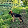 dog, german_shepherd, grass, path, canal, water, trees, reflection, outdoor, sunlight, nature, animal, pet, leisure, daytime, greenery, fur, muzzle, ears, standing