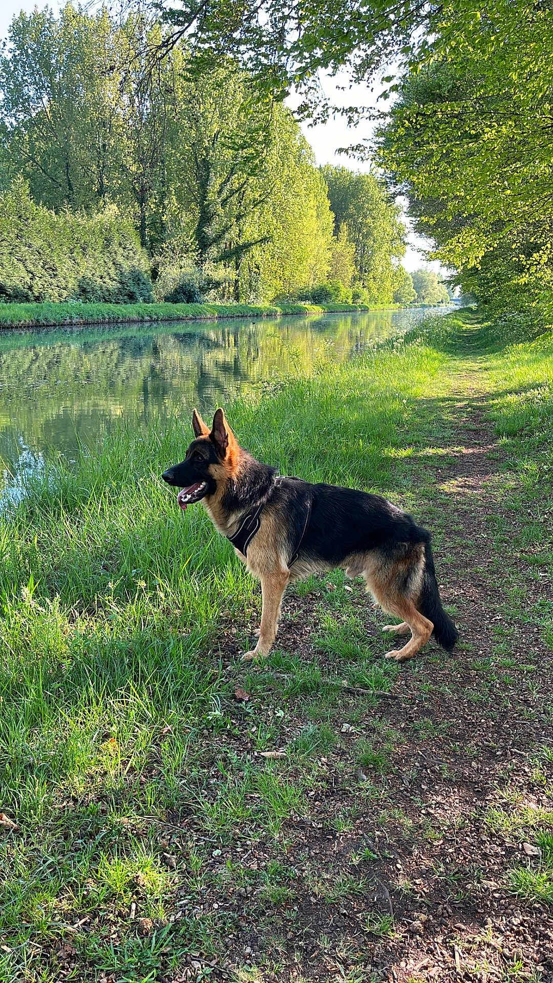 Zola participe au concours pour gagner de l'argent avec cette photo : dog, german_shepherd, grass, path, canal, water, trees, reflection, outdoor, sunlight, nature, animal, pet, leisure, daytime, greenery, fur, muzzle, ears, standing