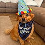 accessory, animal, bandana, birthday, brown_fur, carpet, celebration, colorful, couch, cute, dog, domestic, festive, fluffy, happy, indoor, party_hat, pet, sitting, wooden_floor