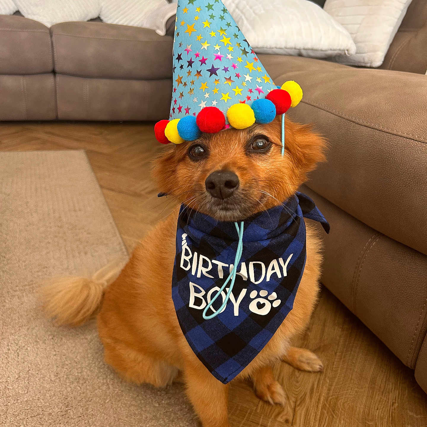 Leo joined the competition — help win amazing prizes! accessory, animal, bandana, birthday, brown_fur, carpet, celebration, colorful, couch, cute, dog, domestic, festive, fluffy, happy, indoor, party_hat, pet, sitting, wooden_floor