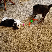 Bunny is registered to the contest to win money with this photo: cat, cats, carpet, toy, play, indoor, furniture, floor, pet, animal, striped_cat, black_and_white_cat, play_toy, home, living_room, carpeted_floor, pet_toys, domestic_cat, curious, relaxed