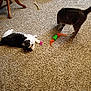 cat, cats, carpet, toy, play, indoor, furniture, floor, pet, animal, striped_cat, black_and_white_cat, play_toy, home, living_room, carpeted_floor, pet_toys, domestic_cat, curious, relaxed