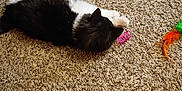 Bunny joined the competition — help win amazing prizes! animal, black_and_white, carpet, cat, cute, domestic_cat, feather_toy, feline, floor, fur, home, indoor, lying_down, paw, pet, playful, relaxed, spring_toy, toy, whiskers
