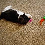 Bunny joined the competition — help win amazing prizes! cat, black_and_white, carpet, toy, spring_toy, feather_toy, indoor, pet, feline, playful, lying_down, fur, relaxed, animal, home, floor, cute, domestic_cat, whiskers, paw