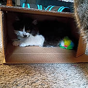 Bunny joined the competition — help win amazing prizes! animal, black_and_white, cardboard_box, carpet, cat, closeup, companion, cozy, curious, cute, domestic, feline, furry, household, indoor, kitten, pet, playful, toy, young