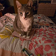 Thumper joined the competition — help win amazing prizes! cat, tablet, bed, bedspread, inhaler, indoor, gray_cat, white_cat, pet, feline, cozy, dim_lighting, room, door, furniture, curious, sitting, patterned, medicine, household