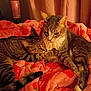 Thumper is registered to the contest to win money with this photo: cat, tabby_cat, animal, pet, feline, snuggling, blanket, pink, strawberry_pattern, indoor, cozy, resting, fur, ears, whiskers, cute, friendship, warm_lighting, bedroom, curtains
