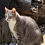 Thumper is registered to the contest to win money with this photo: cat, close_up, curiosity, ears, feline, gray_fur, green_eyes, nature, outdoor, paws, pet, portrait, rocks, sitting, sunlight, sunlight_backlight, tabby, whiskers, white_chest, woodpile