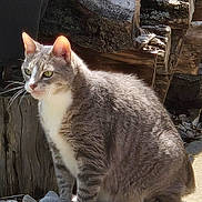 Thumper is registered to the contest to win money with this photo: cat, close_up, curiosity, ears, feline, gray_fur, green_eyes, nature, outdoor, paws, pet, portrait, rocks, sitting, sunlight, sunlight_backlight, tabby, whiskers, white_chest, woodpile