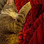 Thumper is registered to the contest to win money with this photo: animal, blanket, cat, close_up, comfort, cozy, cuddle, fur, indoor, nap, peaceful, pet, red_blanket, relaxation, resting, sleeping, soft, tabby, texture, warm