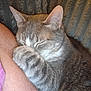 animal, blanket, cat, closeup, cozy, cute, ear, feline, fur, gray_cat, indoor, nap, paw, person_arm, pet, relaxed, rest, sleeping, tabby, whiskers