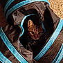 cat, tabby, animal, pet, indoor, carpet, toy, tunnel, curious, face, ears, whiskers, fur, playful, hiding, closeup, black, blue, texture, cozy