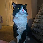 Rocket Man joined the competition — help win amazing prizes! animal, black_and_white, blanket, cat, cozy, curious, domestic_cat, door, fur, furniture, home, indoor, living_room, pet, portrait, relaxed, sitting, sofa, whiskers, yellow_eyes