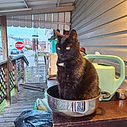 Binxs is registered to the contest to win money with this photo: animal, black_cat, cat, clutter, container, curious, daylight, domestic, fence, house, metal_pot, outdoor, pet, plastic_bag, porch, side_view, stop_sign, table, watering_can, wooden_floor