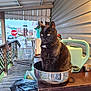 animal, black_cat, cat, clutter, container, curious, daylight, domestic, fence, house, metal_pot, outdoor, pet, plastic_bag, porch, side_view, stop_sign, table, watering_can, wooden_floor
