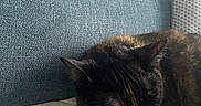Hera participe au concours pour gagner de l'argent avec cette photo : animal, cat, closeup, comfort, couch, cozy, fabric, feline, fur, home, indoor, nap, pet, pillow, quiet, relaxation, resting, sleeping, texture, tortoiseshell