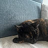 cat, tortoiseshell, sleeping, couch, pillow, indoor, pet, resting, closeup, feline, cozy, fabric, texture, home, animal, quiet, relaxation, fur, nap, comfort