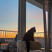 Hera participe au concours pour gagner de l'argent avec cette photo : cat, silhouette, sunset, window, glass_door, cat_tree, balcony, outdoor_chair, sky, sunset_sky, animal, pet, indoor, furniture, quiet, peaceful, evening, shadow, soft_light, relaxing