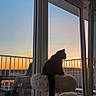 cat, silhouette, sunset, window, glass_door, cat_tree, balcony, outdoor_chair, sky, sunset_sky, animal, pet, indoor, furniture, quiet, peaceful, evening, shadow, soft_light, relaxing