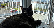Hera a rejoint le concours — aidez-le/la à gagner de superbes lots ! cat, tortoiseshell, fluffy_cushion, window, blue_sky, outdoor, suburban, residential, balcony, railing, daylight, relaxing, pet, animal, feline, indoor, sunlight, comfort, resting, home