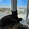 cat, tortoiseshell, fluffy_cushion, window, blue_sky, outdoor, suburban, residential, balcony, railing, daylight, relaxing, pet, animal, feline, indoor, sunlight, comfort, resting, home