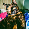 animal, blanket, cat, closeup, colorful, curious, cute, domestic, door, ears, feline, fur, indoor, pet, portrait, sitting, tortoiseshell, whiskers, wide_eyes, wooden_cabinet
