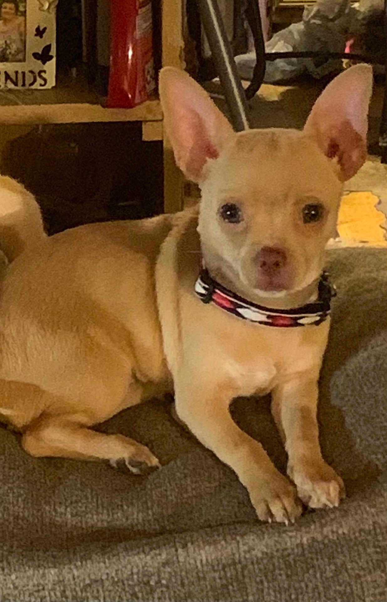 Ghost is registered to the contest to win money with this photo: animal, carpet, collar, companion, cozy, cute, dog, domestic, ears, furniture, home, indoor, lying_down, mammal, pet, portrait, relaxed, resting, small_dog, tan_dog
