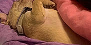 Ghost joined the competition — help win amazing prizes! bed, blanket, blue, canine, collar, comfort, cozy, cute, dog, fur, indoor, paws, pet, pink, purple, relaxed, resting, sleeping, snuggled, soft