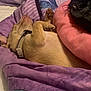 bed, blanket, blue, canine, collar, comfort, cozy, cute, dog, fur, indoor, paws, pet, pink, purple, relaxed, resting, sleeping, snuggled, soft