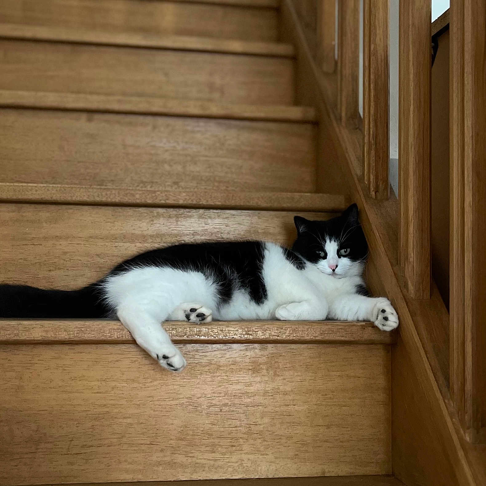 Yuki a rejoint le concours — aidez-le/la à gagner de superbes lots ! animal, black_and_white, calm, cat, cozy, curious, domestic_cat, feline, home, indoor, lying_down, paw, pet, quiet, railing, relaxed, resting, stairs, wood, wooden_stairs