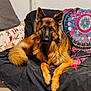 german_shepherd, dog, pet, animal, couch, indoor, fur, brown, black, ears, paws, tail, fur_texture, looking, resting, home, blanket, cushion, colorful, portrait