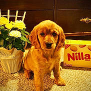Nilla is registered to the contest to win money with this photo: dog, puppy, golden_retriever, pet, animal, sitting, portrait, yellow_roses, flowers, bouquet, nilla_wafers, cookie_box, carpet, indoor, wooden_background, brown, golden_fur, cute, looking_at_camera, still_life