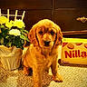 dog, puppy, golden_retriever, pet, animal, sitting, portrait, yellow_roses, flowers, bouquet, nilla_wafers, cookie_box, carpet, indoor, wooden_background, brown, golden_fur, cute, looking_at_camera, still_life