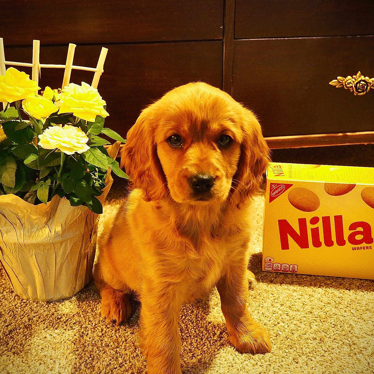 Nilla