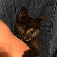 Checkers joined the competition — help win amazing prizes! kitten, black_cat, claw, arm, denim, close_up, pet, animal, cute, feline, indoor, holding, paw, young, domestic_animal, fur, whiskers, looking, grip, person