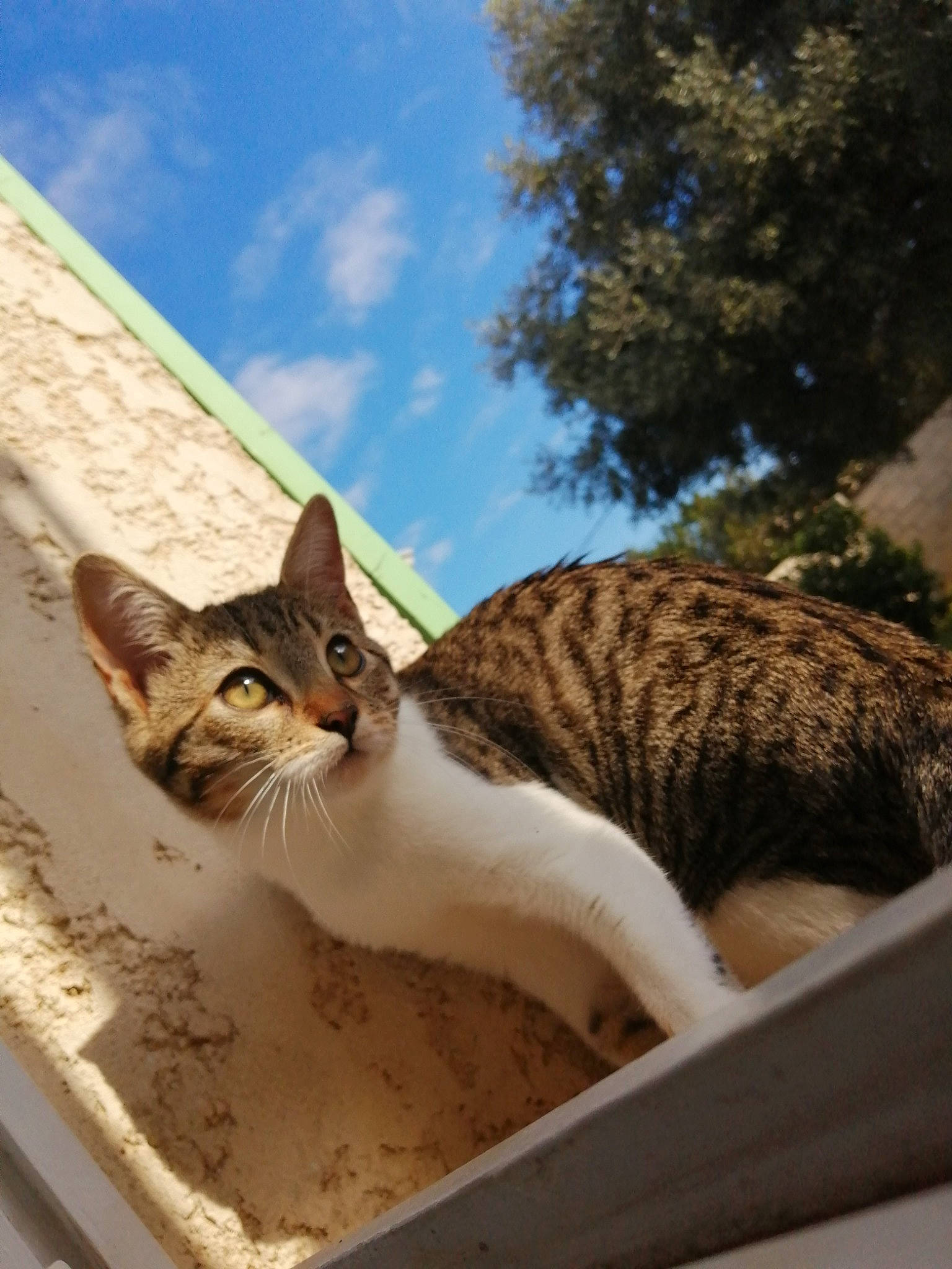 Savannah