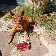 Rubi a rejoint le concours — aidez-le/la à gagner de superbes lots ! animal, brown_dog, cardboard_box, dog, fruit, garden, grass, lying_down, open_mouth, outdoor, pointed_ears, portrait, puppy, raspberries, shadow, short_fur, sitting, smiling, stone_patio, sunlight