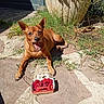 dog, puppy, brown_dog, outdoor, sunlight, grass, stone_patio, garden, lying_down, sitting, open_mouth, smiling, pointed_ears, short_fur, animal, raspberries, fruit, cardboard_box, shadow, portrait