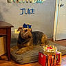 Juice is registered to the contest to win money with this photo: dog, birthday, birthday_cake, crown, party, celebration, pet, airedale_terrier, brown_fur, black_fur, dog_bed, indoors, living_room, wood_floor, wall_decorations, balloons, cake, gift_box, door, portrait
