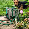 Juice joined the competition — help win amazing prizes! dog, curly_coat, black_and_brown, garden, backyard, grass, flowers, hydrangea, garden_hose, watering_equipment, planter, brick_path, outdoor, animal, pet, standing, portrait, greenery, fence, landscaping
