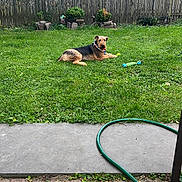 Juice joined the competition — help win amazing prizes! dog, pet, backyard, grass, garden, fence, outdoor, sunny, lawn, toy, hose, patio, brick_pavers, house, plants, trees, sitting, lying_down, collar, animal