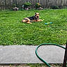 dog, pet, backyard, grass, garden, fence, outdoor, sunny, lawn, toy, hose, patio, brick_pavers, house, plants, trees, sitting, lying_down, collar, animal