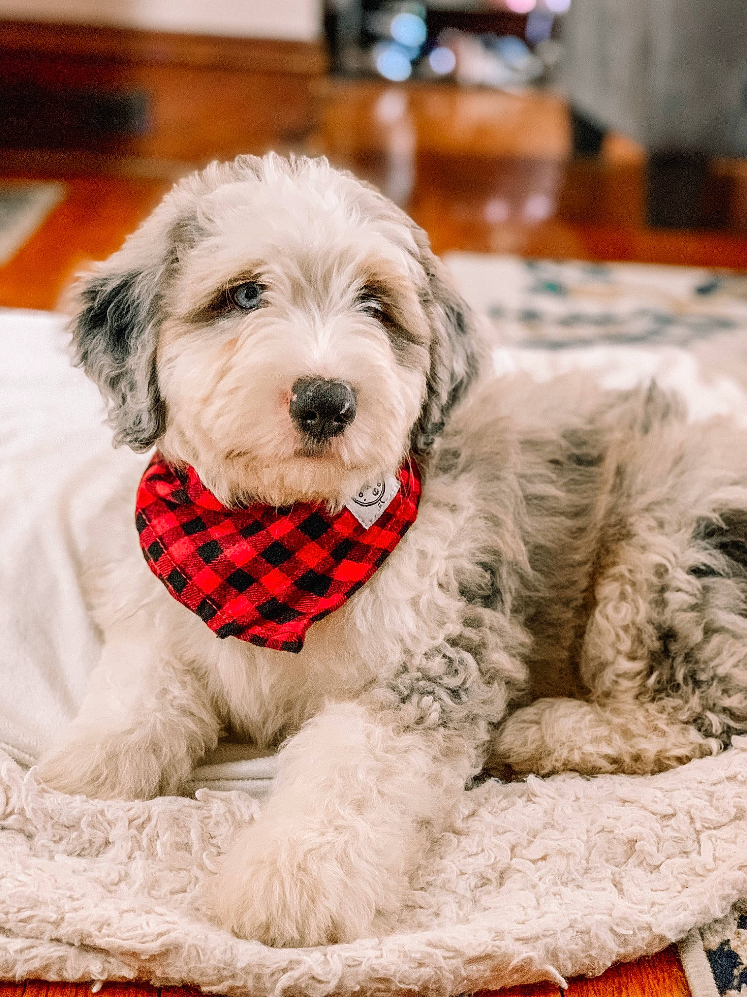 Samson is registered to the contest to win money with this photo: canidae, carnivore, collar, companion_dog, dog, dog_breed, dog_collar, dog_supply, event, fur, leash, linens, pattern, pet_supply, snout, sporting_group, table, terrier, toy_dog, working_animal