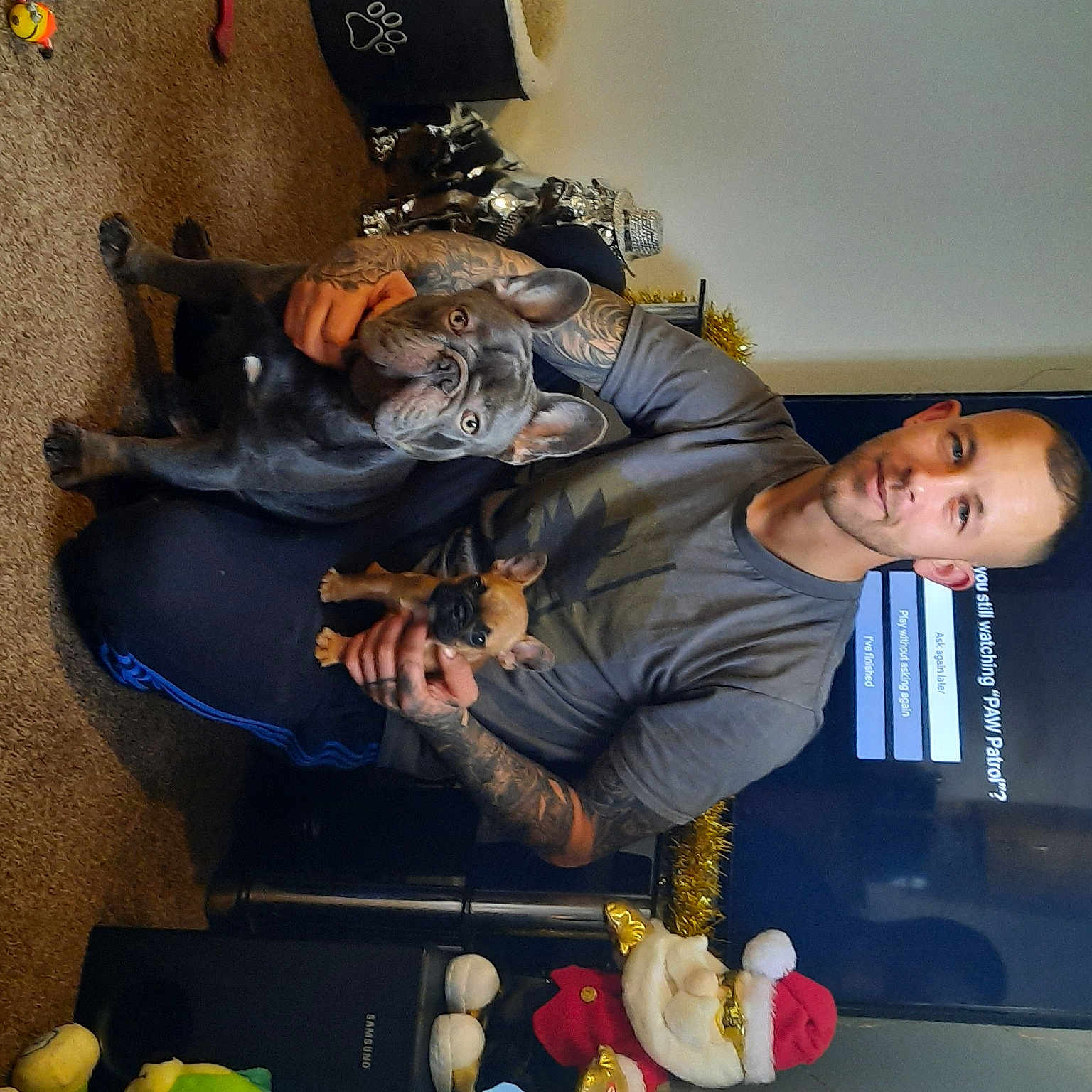 Malcolm Marshall is registered to the contest to win money with this photo: accessory_fruit, canidae, carnivore, companion_dog, dog, dog_breed, food_group, fruit, guard_dog, malus, natural_foods, produce, sporting_group, vegan_nutrition, whole_food, working_animal